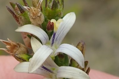 Wahlenbergia longifolia, photographed by Peter Warren