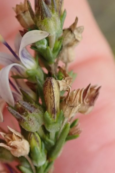 Wahlenbergia longifolia, photographed by Peter Warren