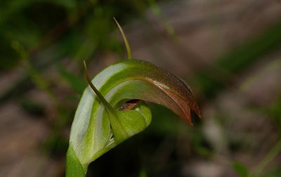 Pterostylis baptistii, photographed by Rolf Lawrenz