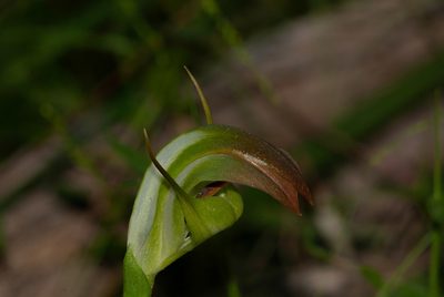 Pterostylis baptistii, photographed by Rolf Lawrenz