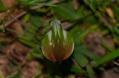 Pterostylis baptistii, photographed by Rolf Lawrenz