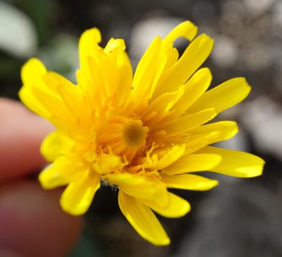 Leontodon incanus, photographed by Patrick Hacker