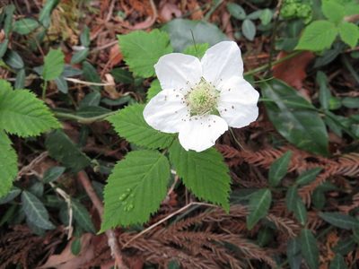 Rubus hirsutus, photographed by Marco Mussita