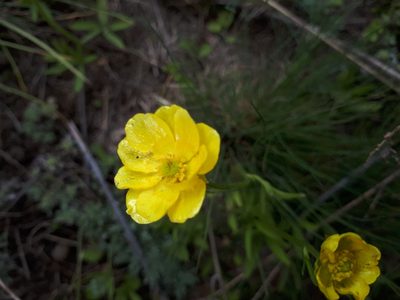 Ranunculus pedatus, photographed by Валя Айникеева