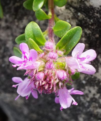 Thymus glabrescens, photographed by Patrick Hacker