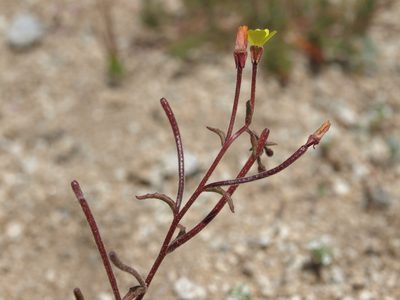 Camissonia pusilla, photographed by Jim Morefield