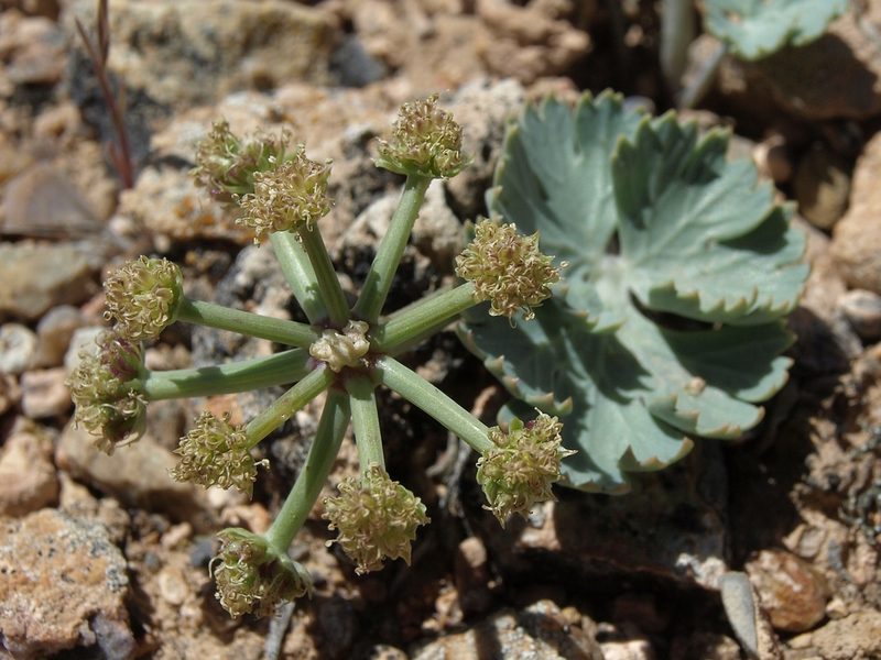 Cymopterus basalticus, photographed by Jim Morefield