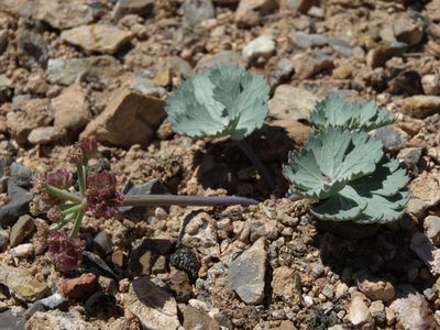 Cymopterus basalticus, photographed by Jim Morefield