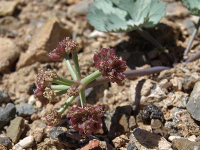Cymopterus basalticus, photographed by Jim Morefield