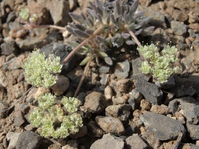 Eriogonum villiflorum, photographed by Jim Morefield