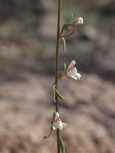 Sairocarpus kingii, photographed by Jim Morefield