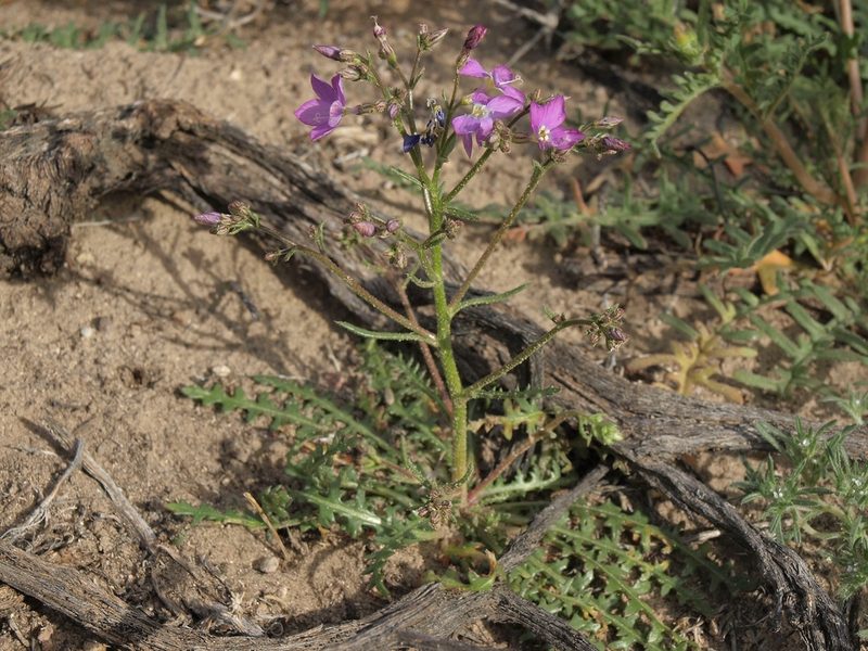 Aliciella heterostyla, photographed by Jim Morefield