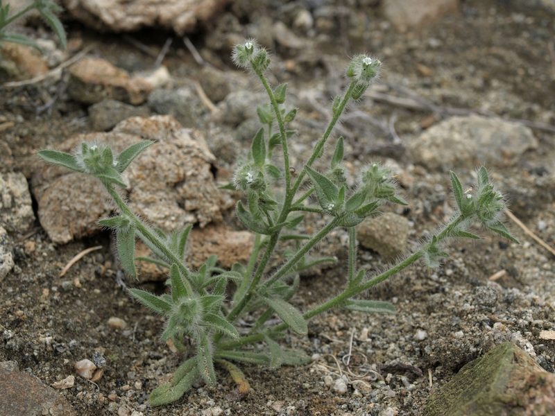 Simpsonanthus jonesii, photographed by Jim Morefield
