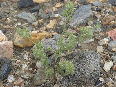 Cryptantha nevadensis, photographed by Jim Morefield