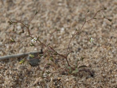 Nemacladus sigmoideus, photographed by Jim Morefield