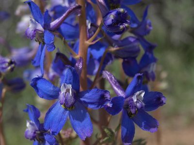 Delphinium andersonii, photographed by Jim Morefield