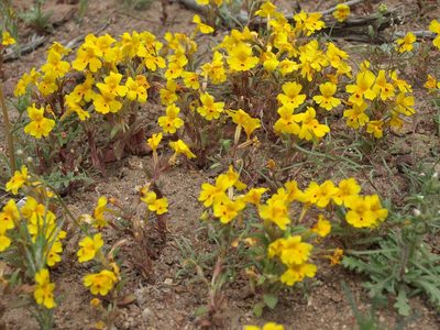 Erythranthe carsonensis, photographed by Jim Morefield