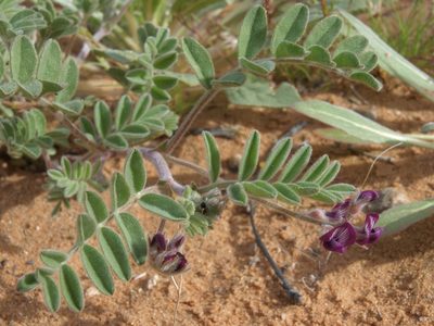 Astragalus sabulonum, photographed by Jim Morefield
