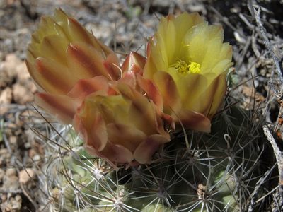 Sclerocactus pubispinus, photographed by Jim Morefield