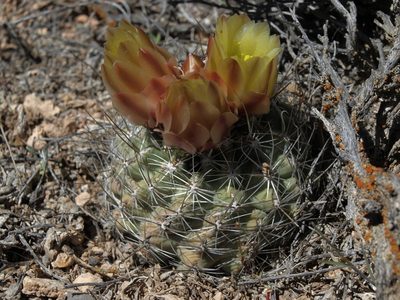Sclerocactus pubispinus, photographed by Jim Morefield