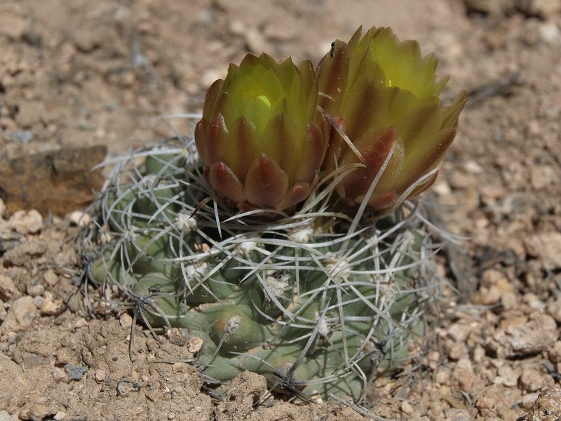 Sclerocactus pubispinus, photographed by Jim Morefield