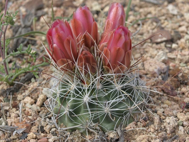 Sclerocactus nyensis, photographed by Jim Morefield