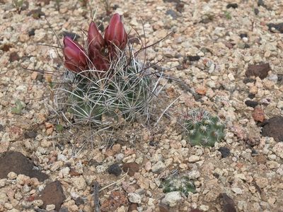 Sclerocactus nyensis, photographed by Jim Morefield