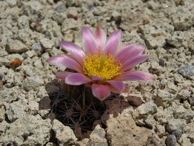 Sclerocactus nyensis, photographed by Jim Morefield