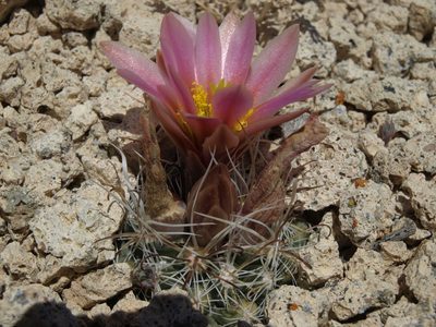 Sclerocactus nyensis, photographed by Jim Morefield
