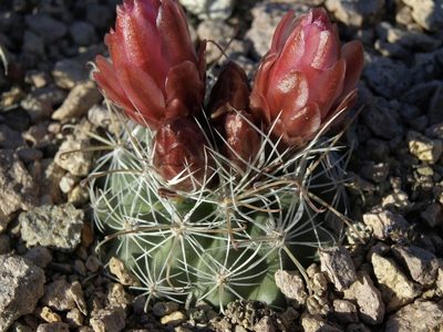 Sclerocactus nyensis, photographed by Jim Morefield