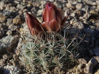 Sclerocactus nyensis, photographed by Jim Morefield