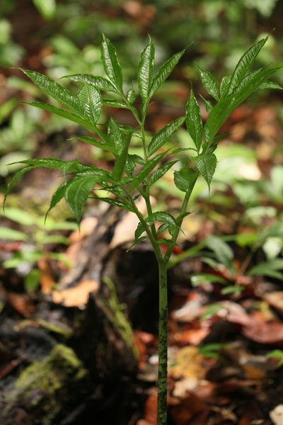 Amorphophallus hewittii, photographed by Gianmaria Bonari