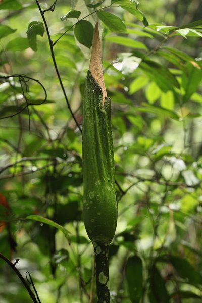 Amorphophallus hewittii, photographed by Gianmaria Bonari