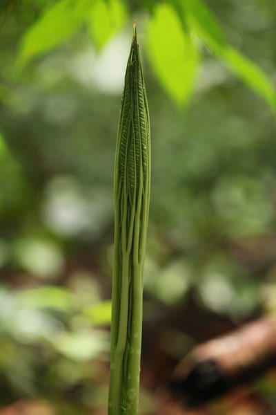Amorphophallus hewittii, photographed by Gianmaria Bonari