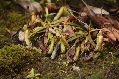 Nepenthes albomarginata, photographed by Gianmaria Bonari