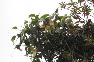 Nepenthes rafflesiana, photographed by Gianmaria Bonari