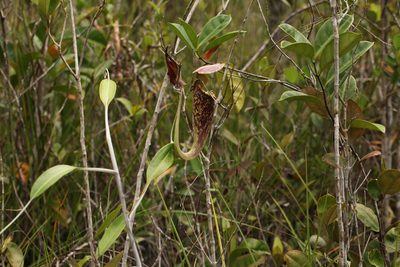 Nepenthes rafflesiana, photographed by Gianmaria Bonari