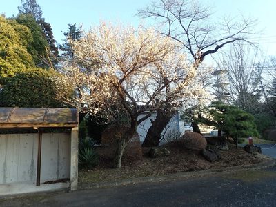 Prunus mume, photographed by Yoshihiro Tokue