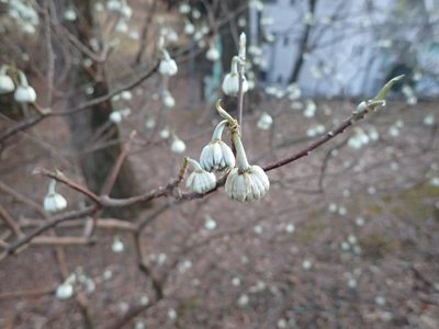 Edgeworthia chrysantha, photographed by Yoshihiro Tokue