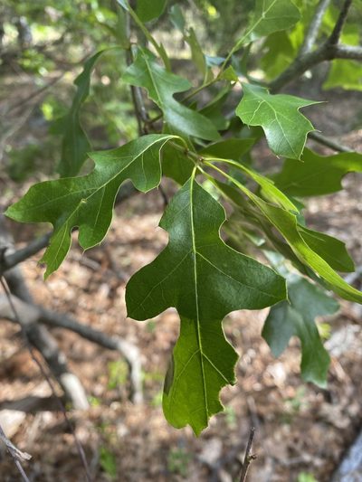 Quercus georgiana, photographed by Jonah McDonald