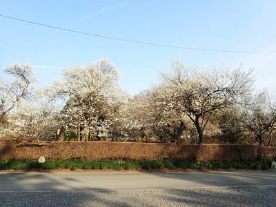 Prunus mume, photographed by Yoshihiro Tokue