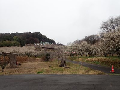 Prunus mume, photographed by Yoshihiro Tokue