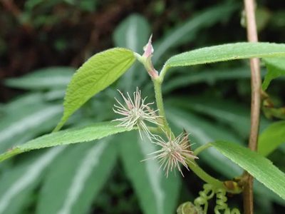 Broussonetia monoica, photographed by 黃美滿