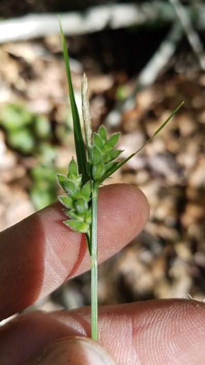 Carex dasycarpa, photographed by Scott Ward
