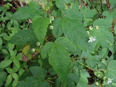 Rubus conduplicatus, photographed by 黃美滿