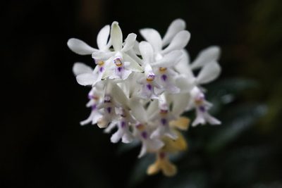 Epidendrum endresii, photographed by Blair Dudeck