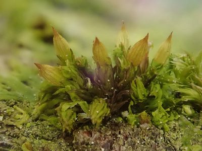 Orthotrichum pumilum, photographed by Christian Berg