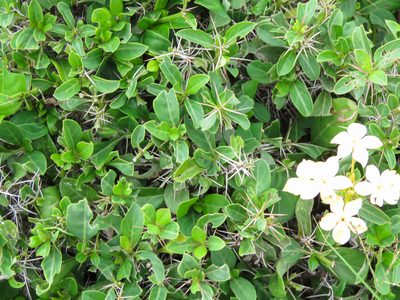 Barleria eranthemoides, photographed by Diogo Luiz