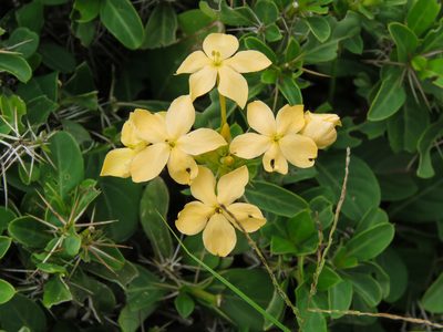 Barleria eranthemoides, photographed by Diogo Luiz