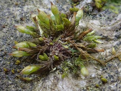 Orthotrichum pumilum, photographed by Christian Berg
